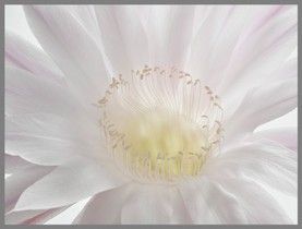 018_Echinopsis_06.jpg