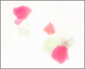 Mystic_Roses_06.jpg